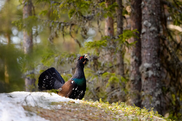 Western Capercaillie (Tetrao Urogallus) Wood Grouse at lek during the courting season