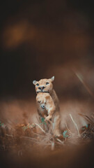 Lion with cubs in its mouth