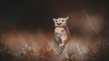 Lion with cubs in its mouth