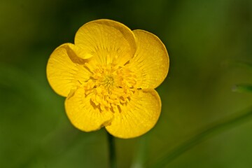 yellow Meadow buttercup in a meadow