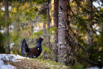 Western Capercaillie (Tetrao Urogallus) Wood Grouse at lek during the courting season