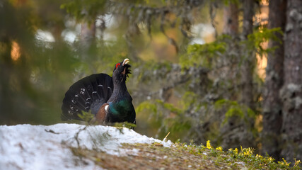 Western Capercaillie (Tetrao Urogallus) Wood Grouse at lek during the courting season