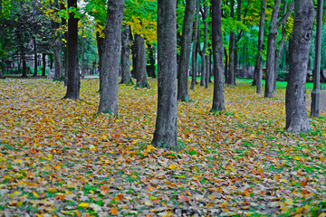 autumn in the park