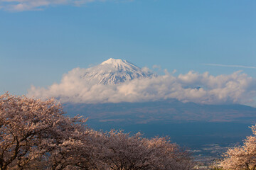 Obraz premium 雁堤の桜と富士山