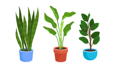 Fototapeta na wymiar Flowers and Plants Growing in Ceramic Pots Vector Set