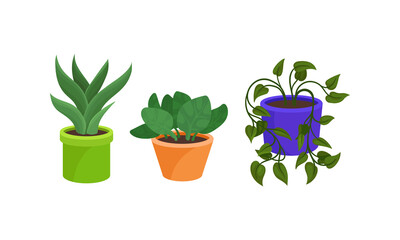 Flowers and Plants Growing in Ceramic Pots Vector Set
