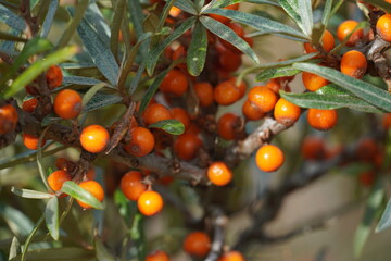 Seabuckthorn at the North Sea. High quality photo