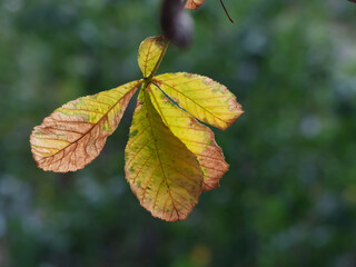 autumn leaves on the tree