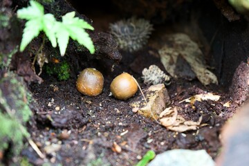 Two acorns on the hole.