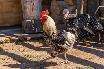 cock and turkey on a farm in summer