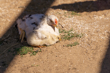 little chick and turkey lie side by side in the shade on the farm