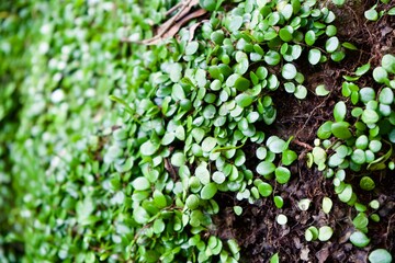 Green background like ivy.