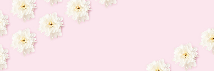 Banner with hrysanthemum flowers pattern on a pink background. Floral concept with copy space.