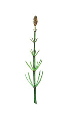 Horsetail field isolated on white background. Watercolor hand drawn illustration Equisetum. Perfect for medical and cosmetic herb design.