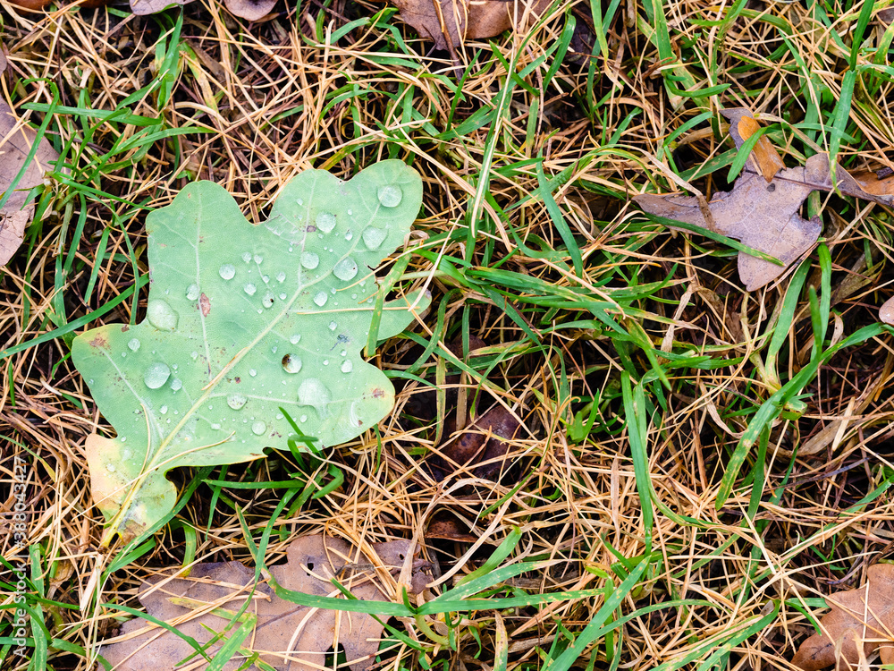 Canvas Prints top view of green fallen leaf of oak tree with raindrops on forest meadow on autumn day