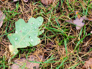 top view of green fallen leaf of oak tree with raindrops on forest meadow on autumn day