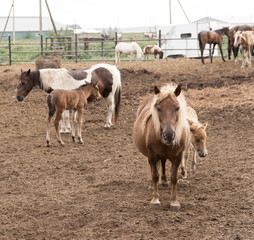 Obraz premium pregnant pony mare on the background of the herd