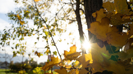 Natural background sun and autumn foliage