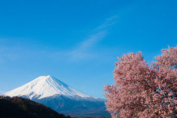 Fototapeta premium 河口湖の桜と富士山