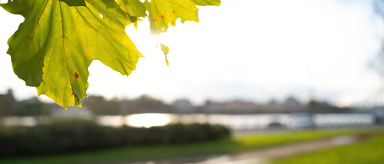 Obraz premium Blurred background with autumn foliage in the foreground
