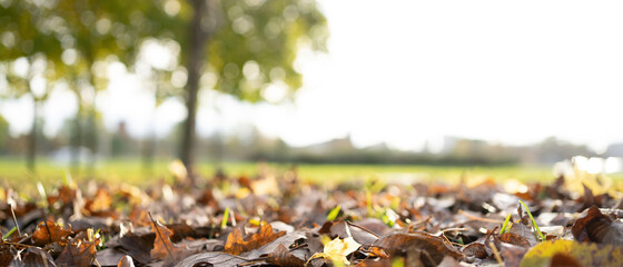 Autumn foliage background on the ground