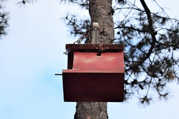 A Rusty Red Bird House Hanging on the Pine Tree
