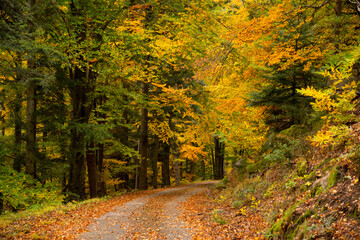 Fototapeta premium Herbstlicher Mischwald in den Vogesen im Herbst