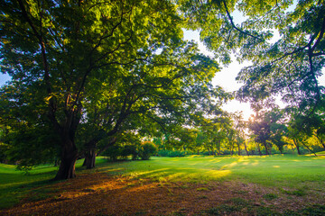 Green meadow tree city public park with sunset sky cloud
