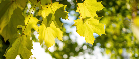 green and yellow leaves background