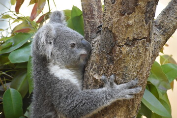 コアラ