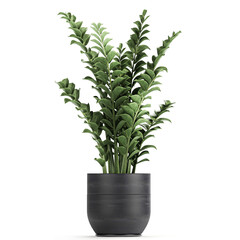 Zamioculcas in a black pot isolated on white background