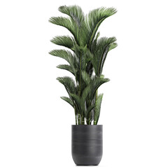 palm trees in a isolated on background	
