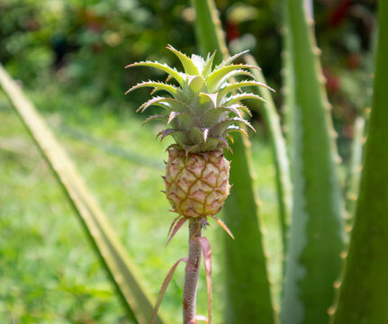 Image of little pineapple on the tree, green background  
