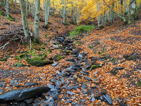Parque Natural Hayedo De La Tejera Negra