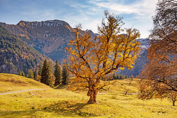 Obraz premium Allgäu - Herbst - Bergahorn - Hinterstein