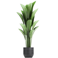 tropical plants Strelitzia in a pot on a white background	
