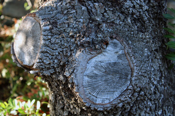 Nodi di albero e faccia antropomorfa