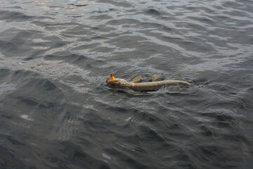Summer fishing, pike fishing, spinning on the lake