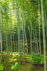 Bamboo Forest in Arashiyama, Kyoto, Japan

