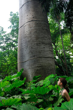Young girl looking up at a giant Quipo tree