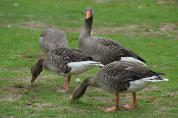 Wildgänse 
Anser anser