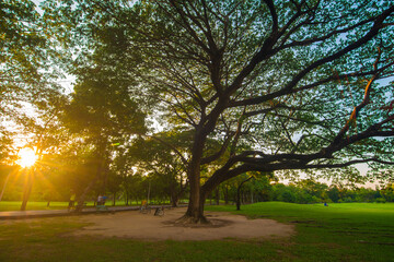 Obraz premium Green meadow tree city public park with sunset sky cloud
