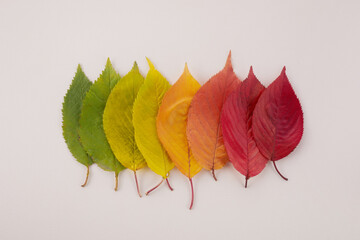 Autumn leaves rainbow color gradient. Autumn season change concept.