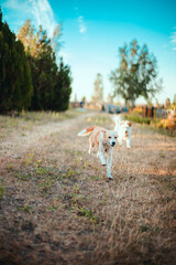 Funny look dog runs and plays on the grass in the field. Vertical orientation