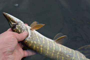 Summer fishing, pike fishing, spinning on the lake