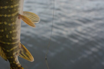 Summer fishing, pike fishing, spinning on the lake