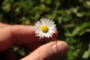 Flower on a sunny day. Collect a white daisy in a green grass