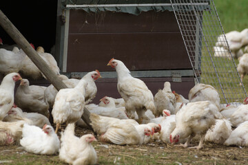 Organic free range chickens being allowed to live a more natural life in the outdoors