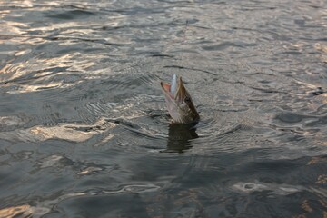 Obraz premium Summer fishing, pike fishing, spinning on the lake