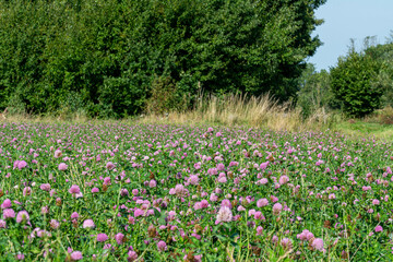 Fototapeta premium A field of pink clover flowers. Picture from Eslov, Scania county in Sweden